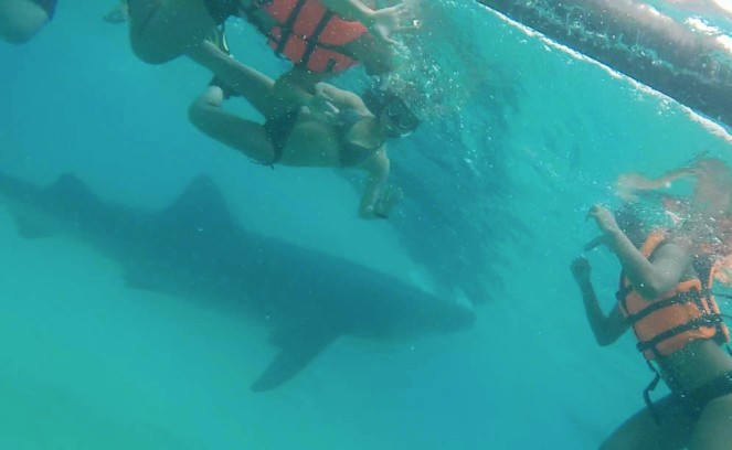Oslob Cebu - Whale Shark (Butanding)